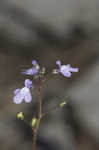 Apalachicola toadflax